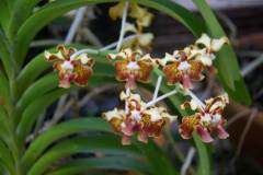 Soroa - Orchideario